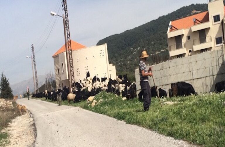 Romy in the Lebanese Countryside